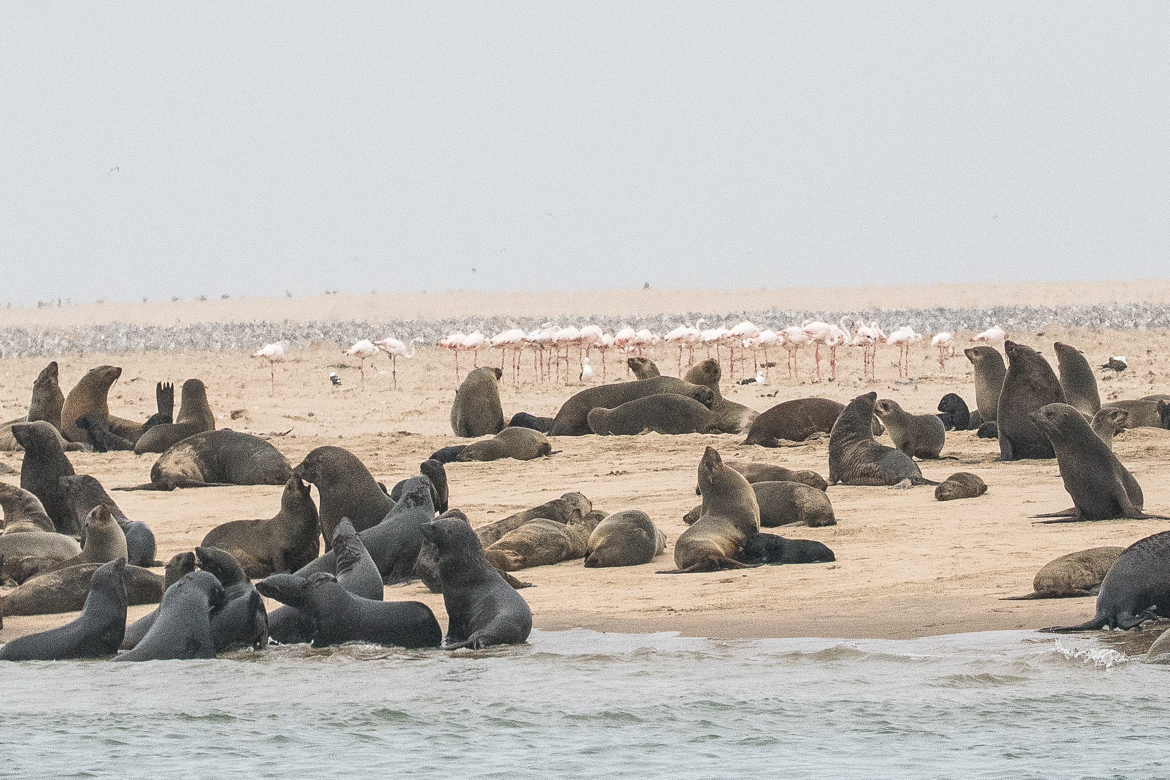 Otaries à fourrure, ou Arctocéphales, d'Afrique du Sud (South-African Fur seals, Arctocephalus pusillus) devant un groupe de Flamants roses (Greater flamingo, Phoenicopterus roseus) Walvis Bay, Namibie.